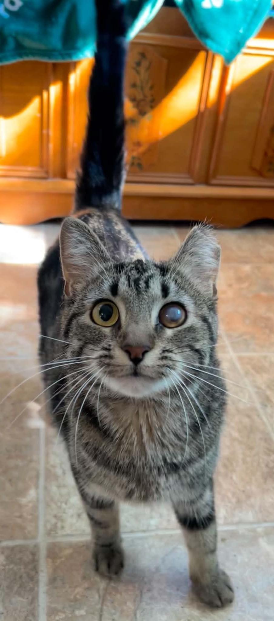 BUTTERCUP (CR-SC), Adoptable, Young Female Domestic Short Hair.