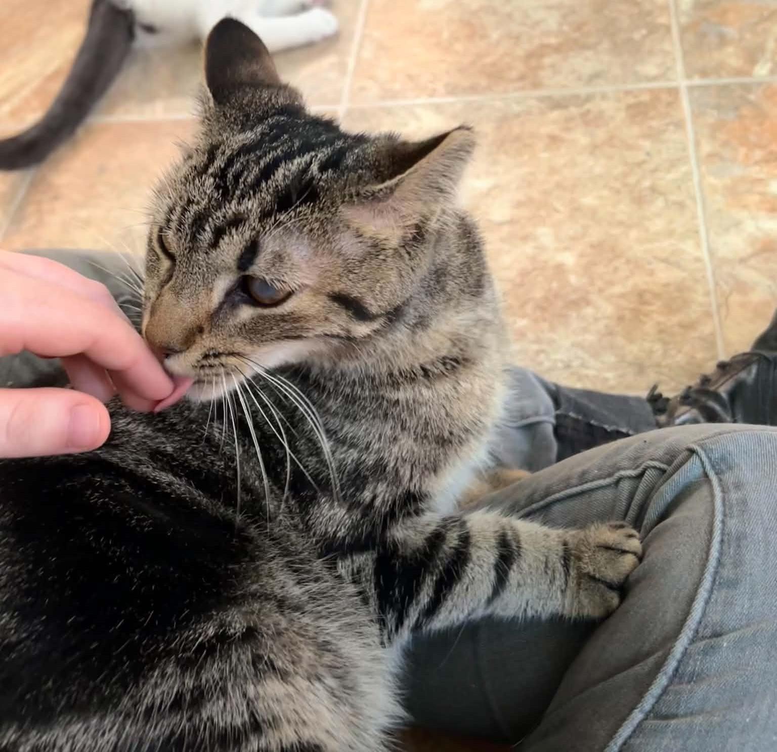 BUTTERCUP (CR-SC), a Adoptable Domestic Short Hair in Sainte-Angele-de-Monnoir, QC image 4/6
