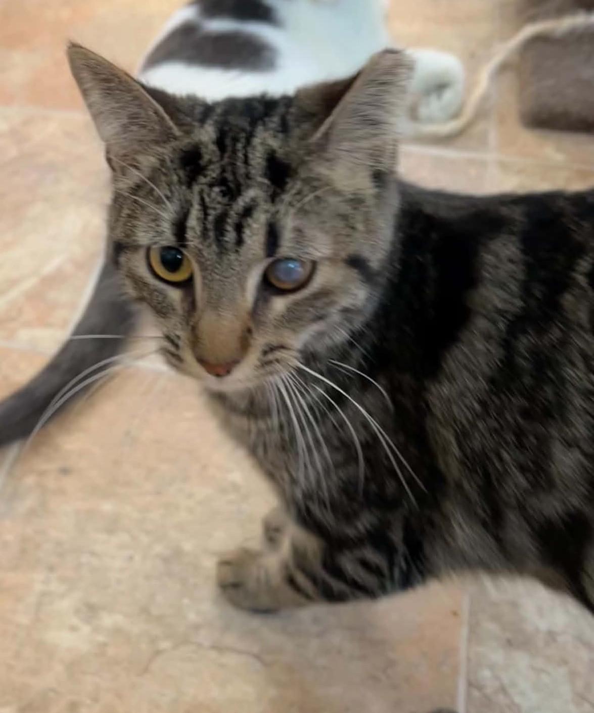 BUTTERCUP (CR-SC), a Adoptable Domestic Short Hair in Sainte-Angele-de-Monnoir, QC image 2/6