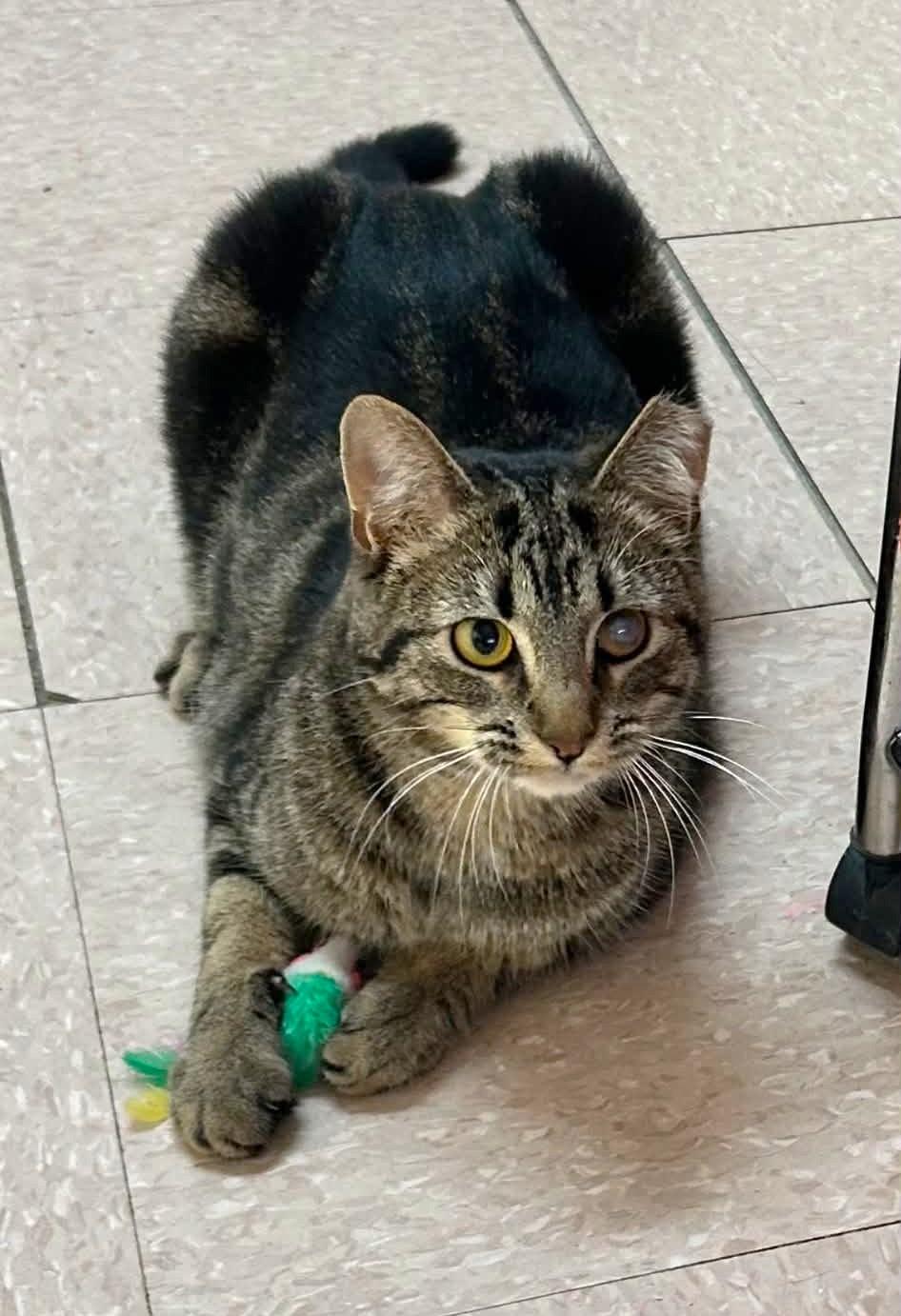 BUTTERCUP (CR-SC), a Adoptable Domestic Short Hair in Sainte-Angele-de-Monnoir, QC image 3/6