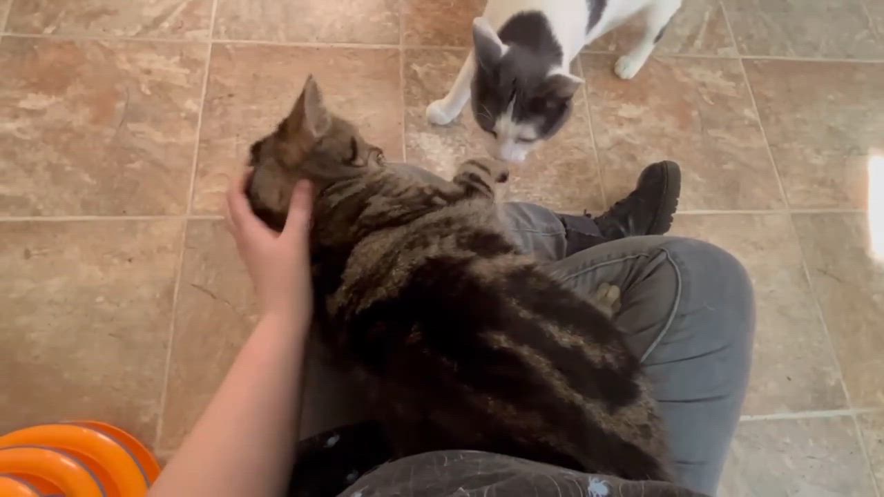 Enlarge BUTTERCUP (CR-SC), a Adoptable Domestic Short Hair in Sainte-Angele-de-Monnoir, QC video 6/6