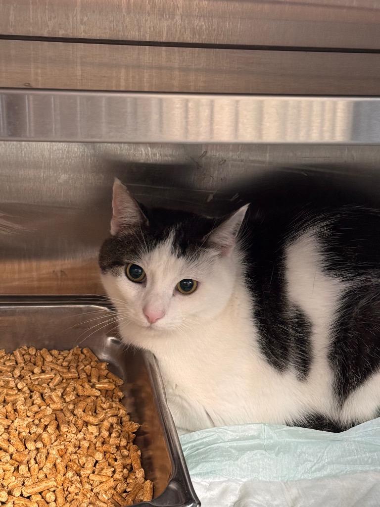 Puss, Adoptable, Young Male Domestic Short Hair.