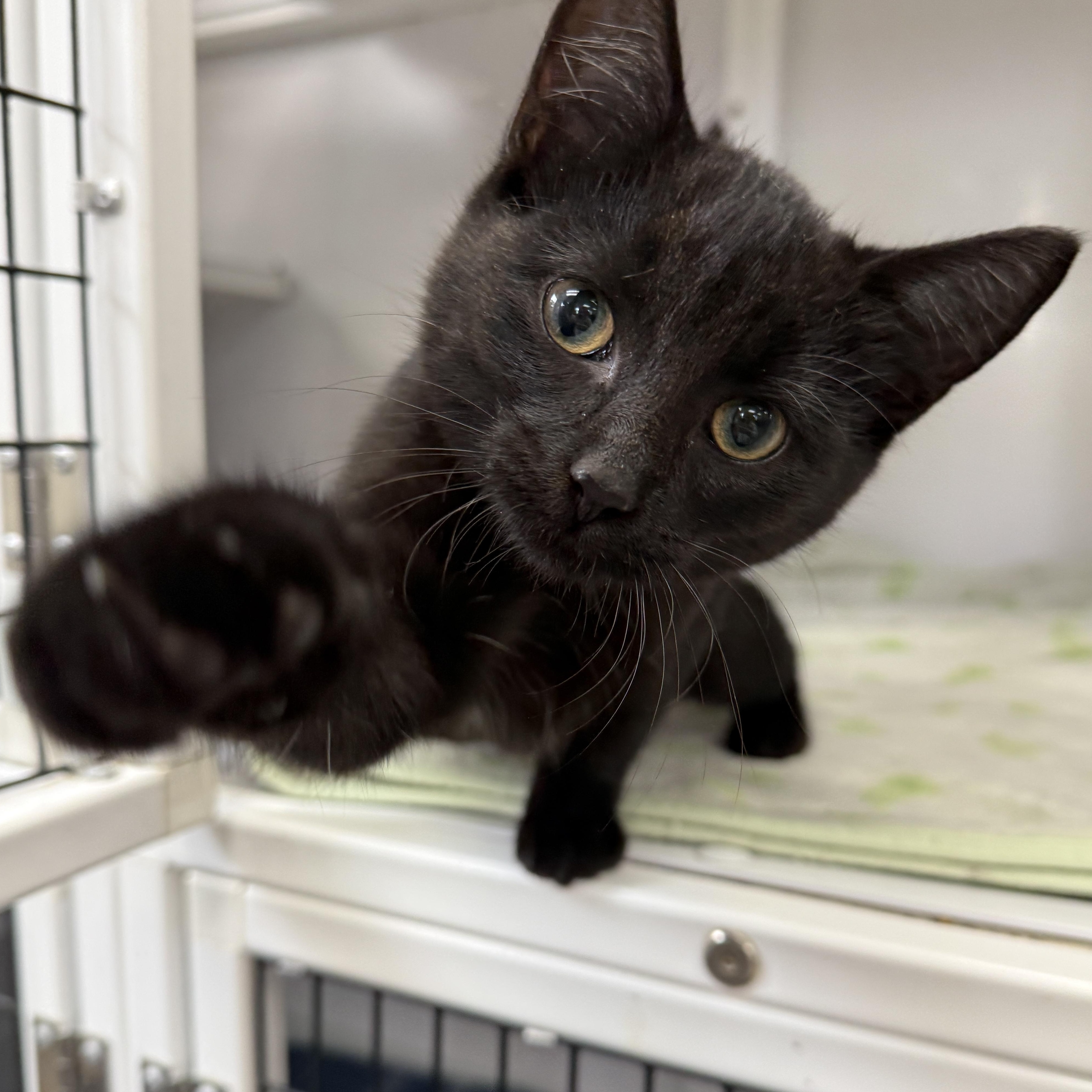 Sally, Adoptable, Kitten Female Domestic Short Hair.