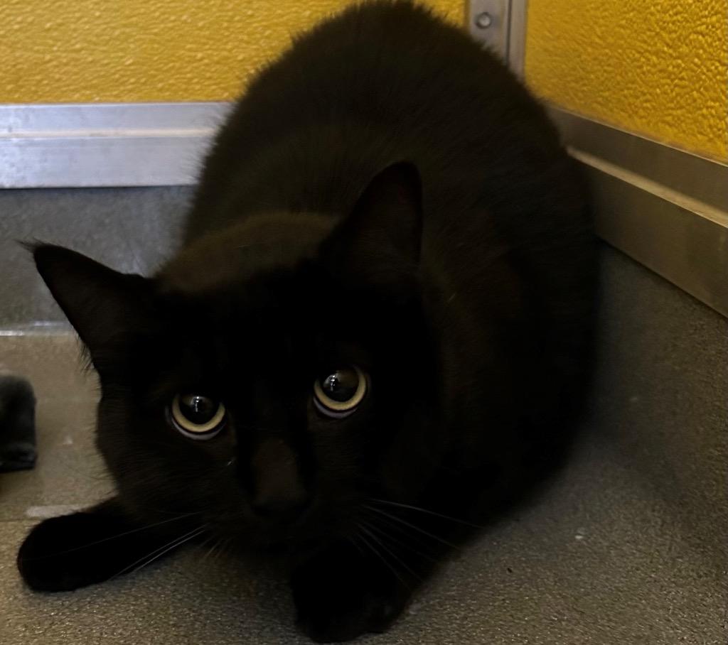 Enlarge Otis, a Adoptable mixed breed in Dalton, GA image 1/1