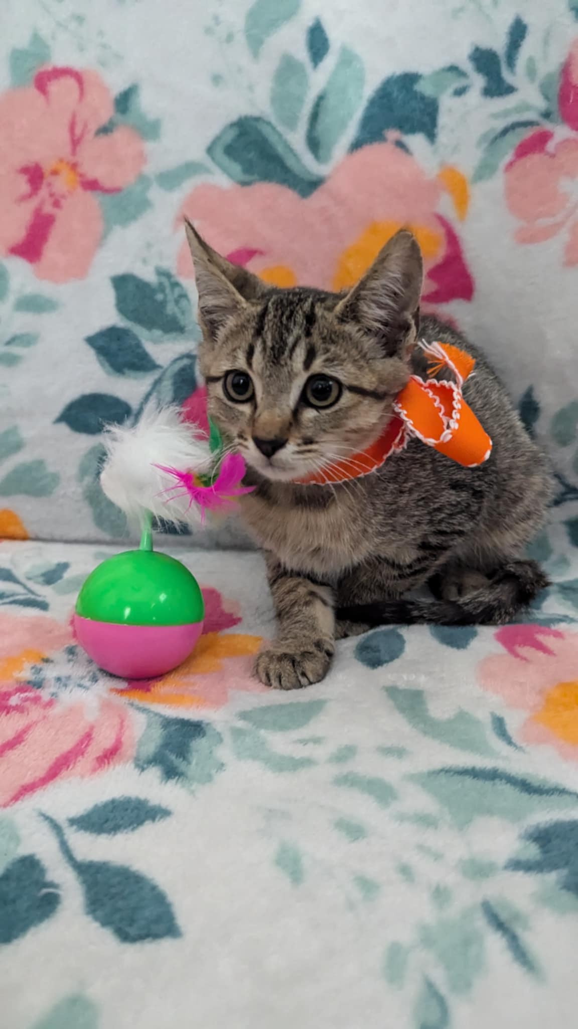 Cat for adoption Jax, a Tabby Mix in Allen, TX Petfinder