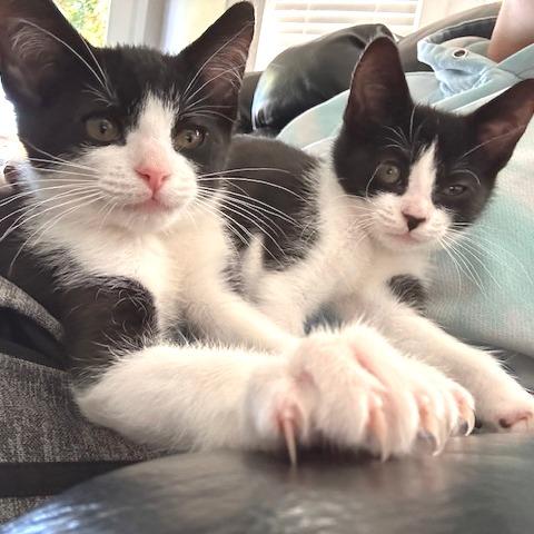 Storm, Adoptable, Kitten Male Domestic Short Hair.