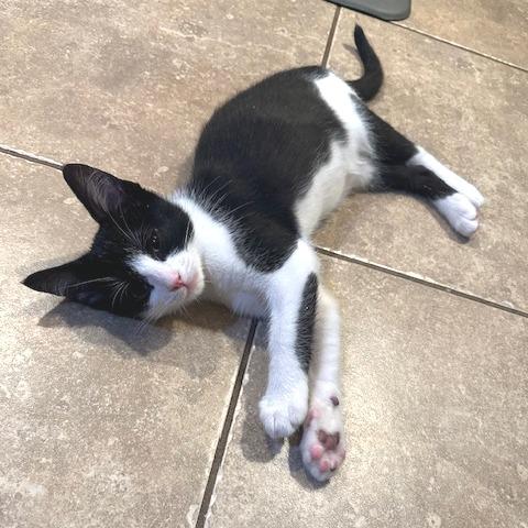 Enlarge Storm, a Adoptable Domestic Short Hair in Washougal, WA image 2/3