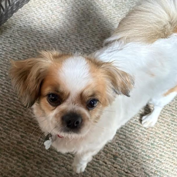Enlarge Ginger, a ADOPTABLE mixed breed in Simsbury, CT image 2/4