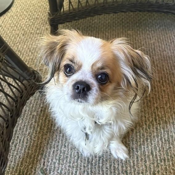 Enlarge Ginger, a ADOPTABLE mixed breed in Simsbury, CT image 3/4