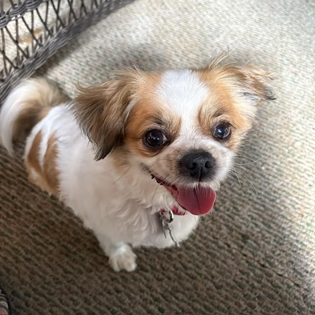 Ginger, ADOPTABLE, Adult Female Pekingese & Japanese Chin.