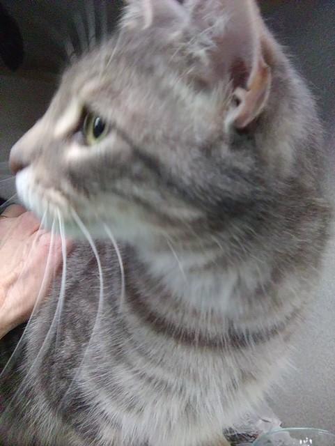 Enlarge Myron, a Adopted mixed breed in Sharpsville, PA image 1/1