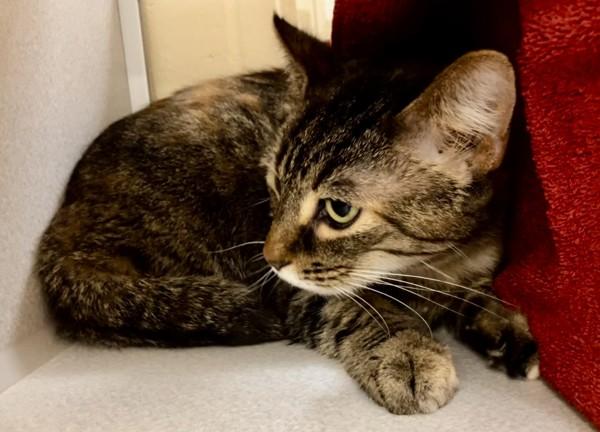 Cleo, Adoptable, Adult Female Domestic Short Hair.