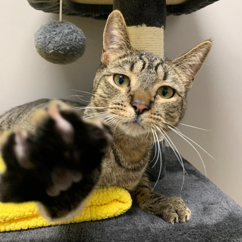 Kevin, Adoptable, Adult Male Domestic Short Hair.