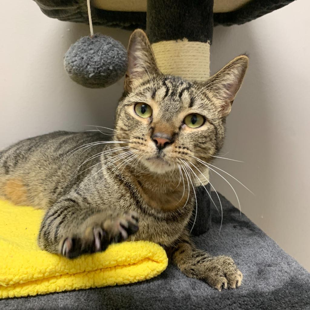 Kevin, Adoptable, Adult Male Domestic Short Hair.