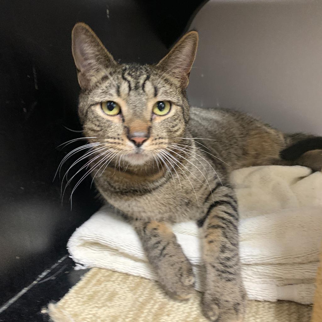 Enlarge Kevin, a Adoptable mixed breed in Los Angeles, CA image 2/6