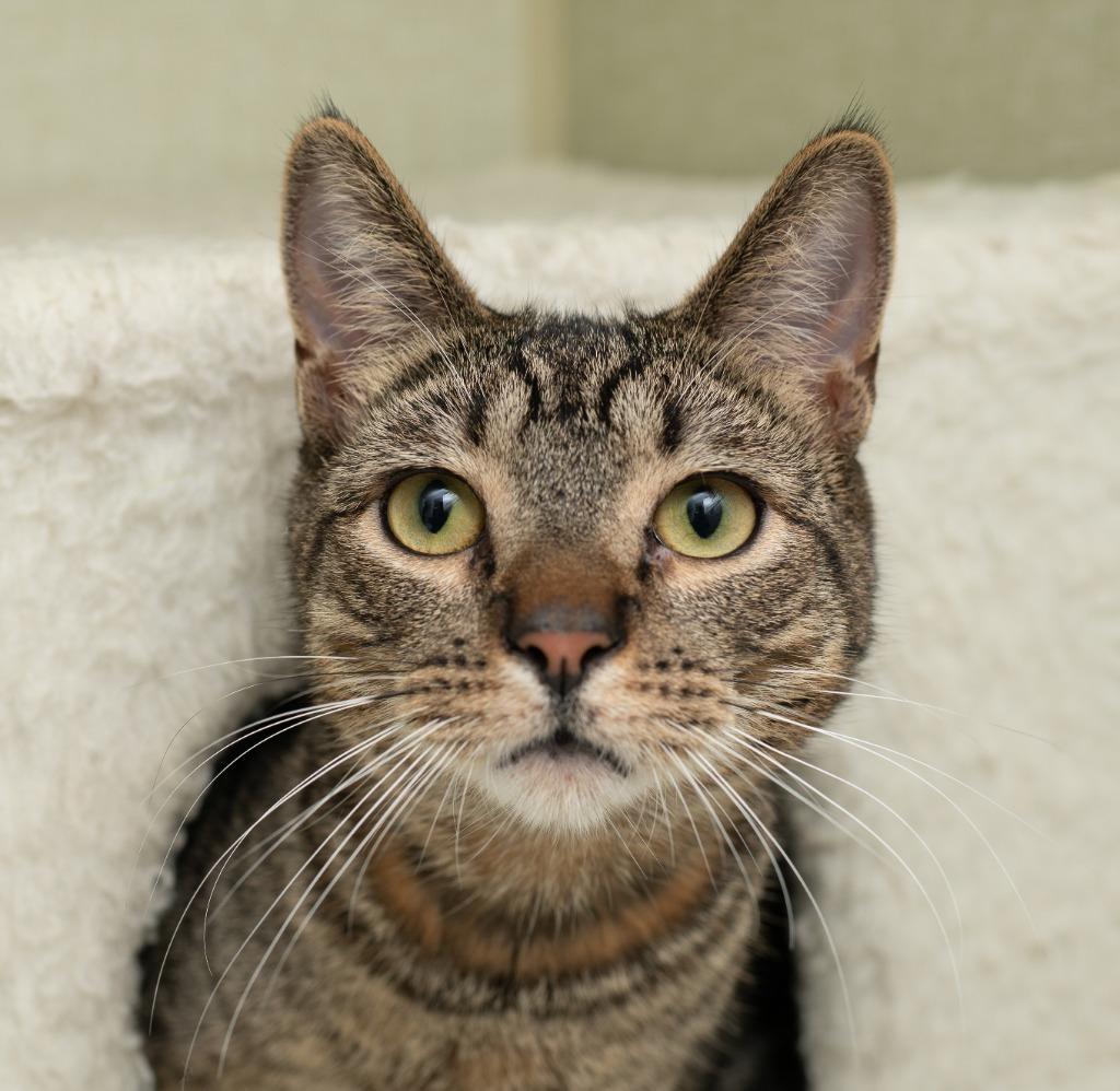 Kevin, a Adoptable mixed breed in Los Angeles, CA image 5/6