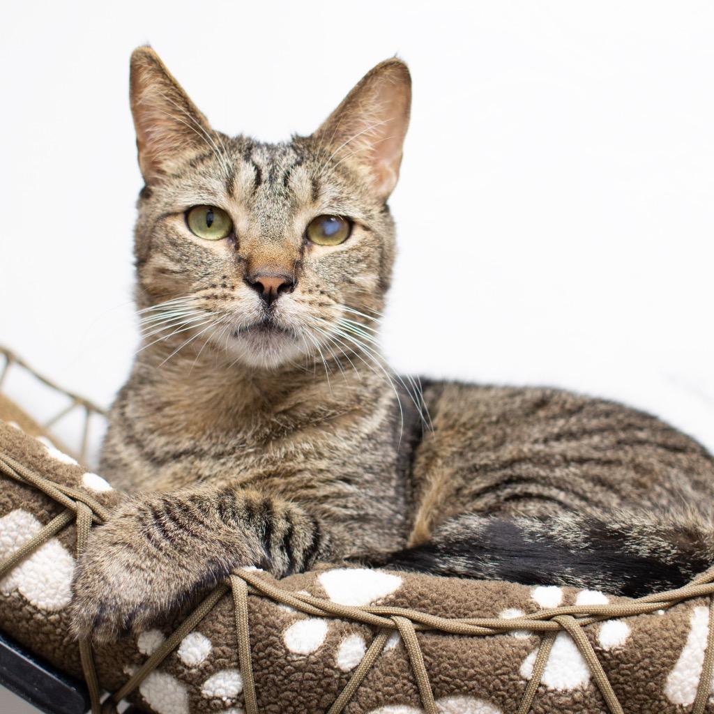 Enlarge Kevin, a Adoptable mixed breed in Los Angeles, CA image 5/6