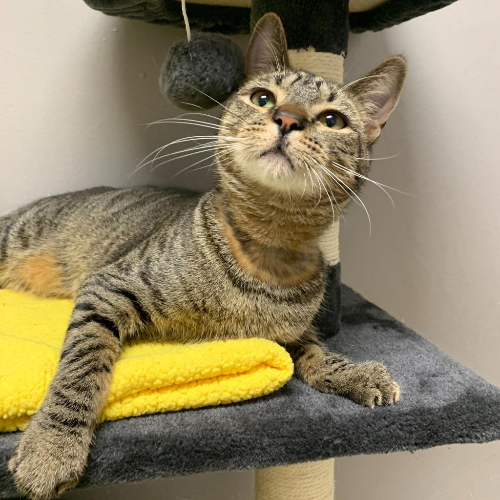 Enlarge Kevin, a Adoptable mixed breed in Los Angeles, CA image 6/6