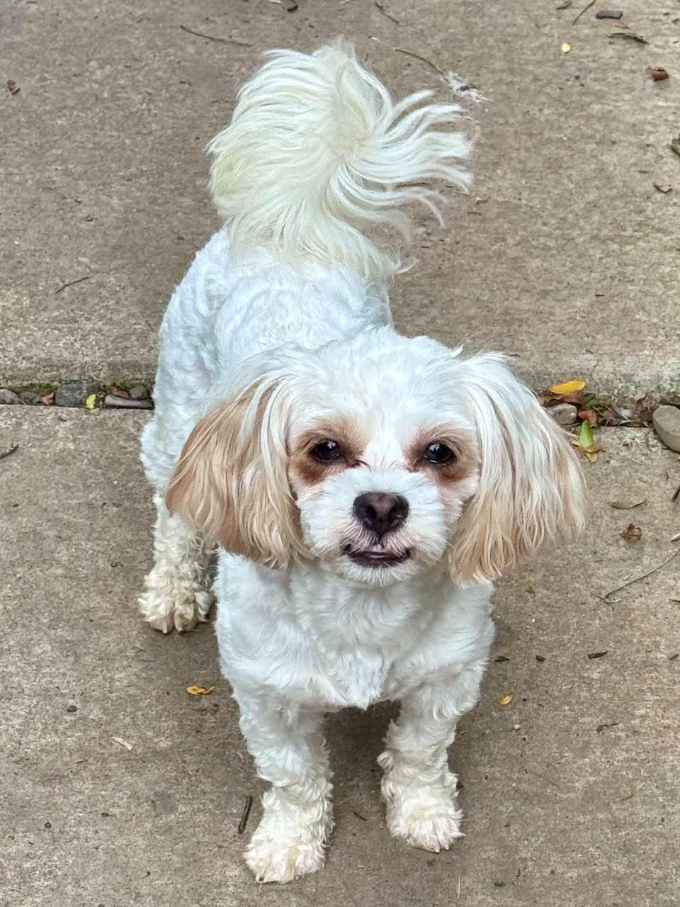 Tootie, Adoptable, Young Female Shih Tzu.