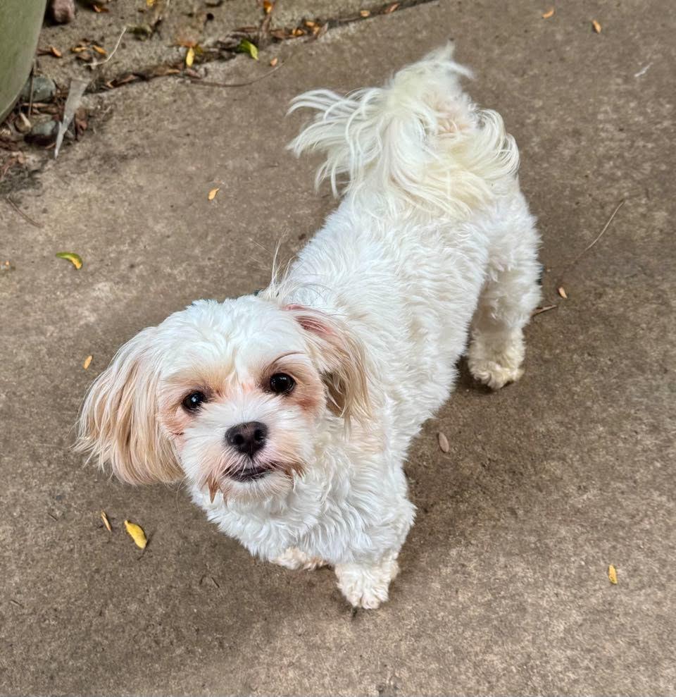 Enlarge Tootie, a Adoptable Shih Tzu in Buffalo, NY image 2/3