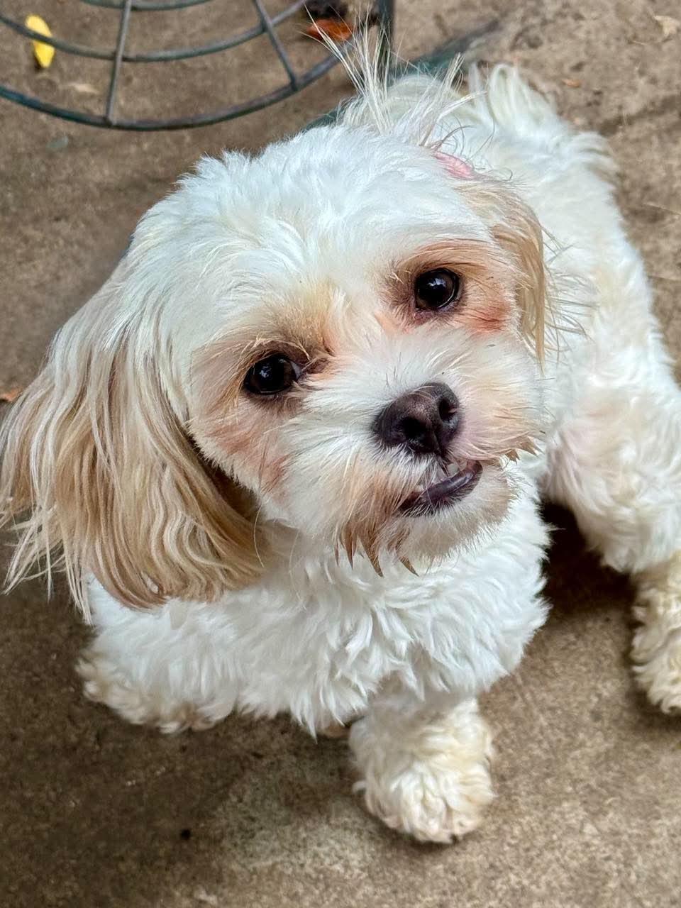 Enlarge Tootie, a Adoptable Shih Tzu in Buffalo, NY image 3/3