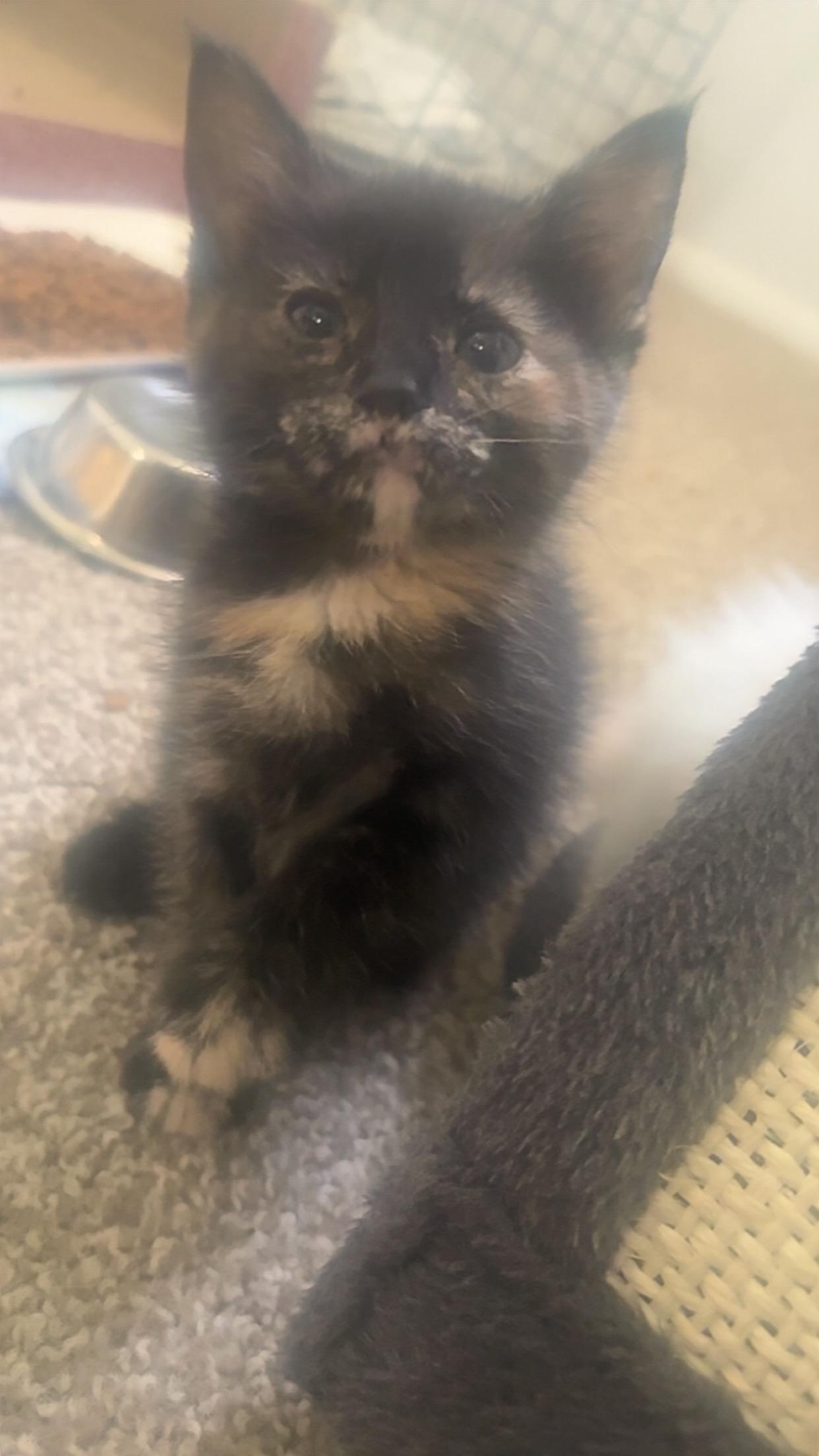 Nova