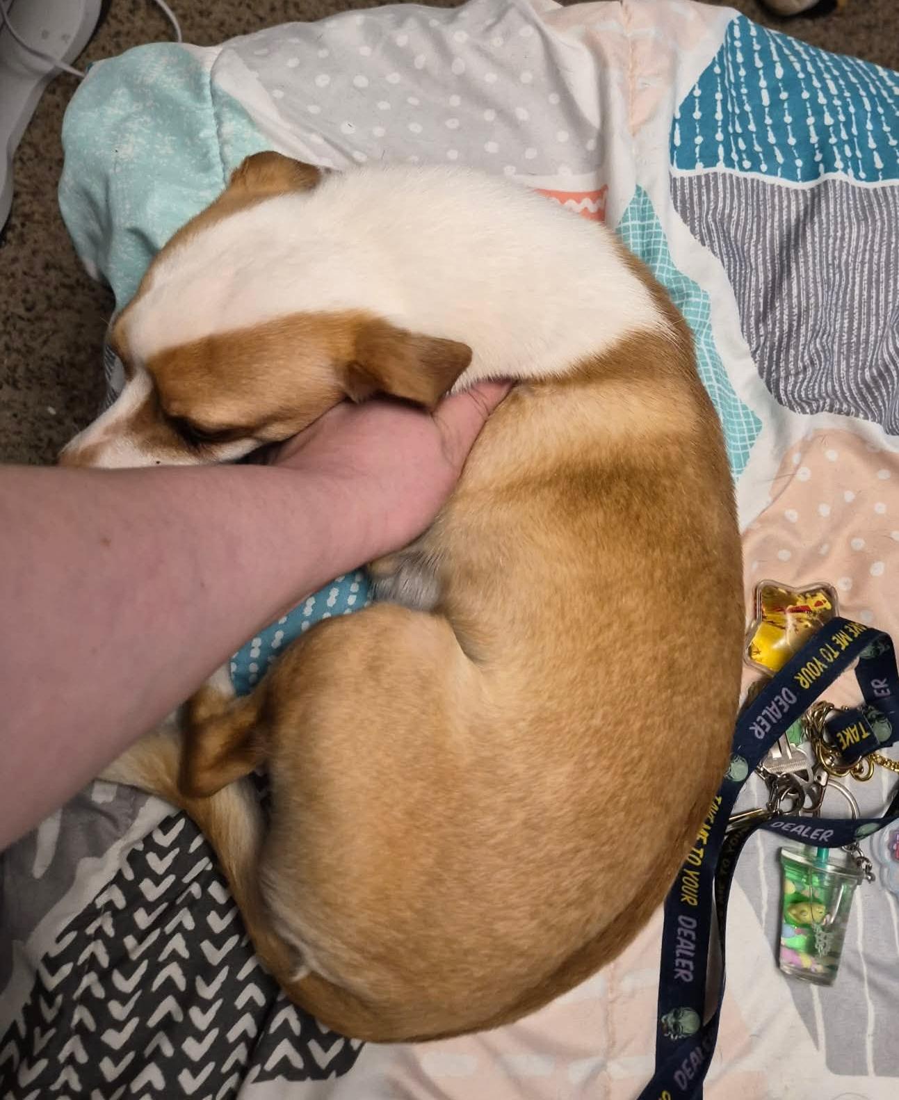 Enlarge Lol-Buster, an adopted Chihuahua in Billings, MT image 2/3