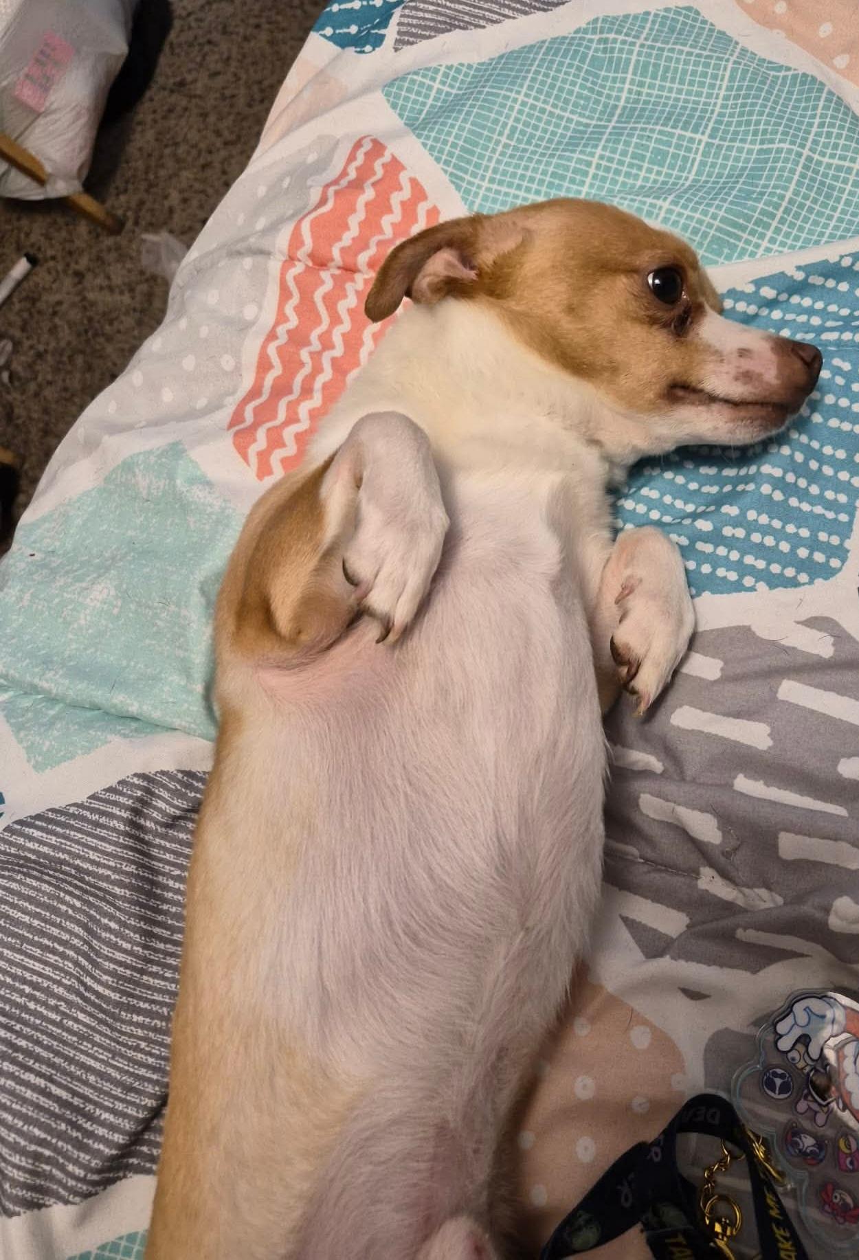 Enlarge Lol-Buster, an adopted Chihuahua in Billings, MT image 3/3