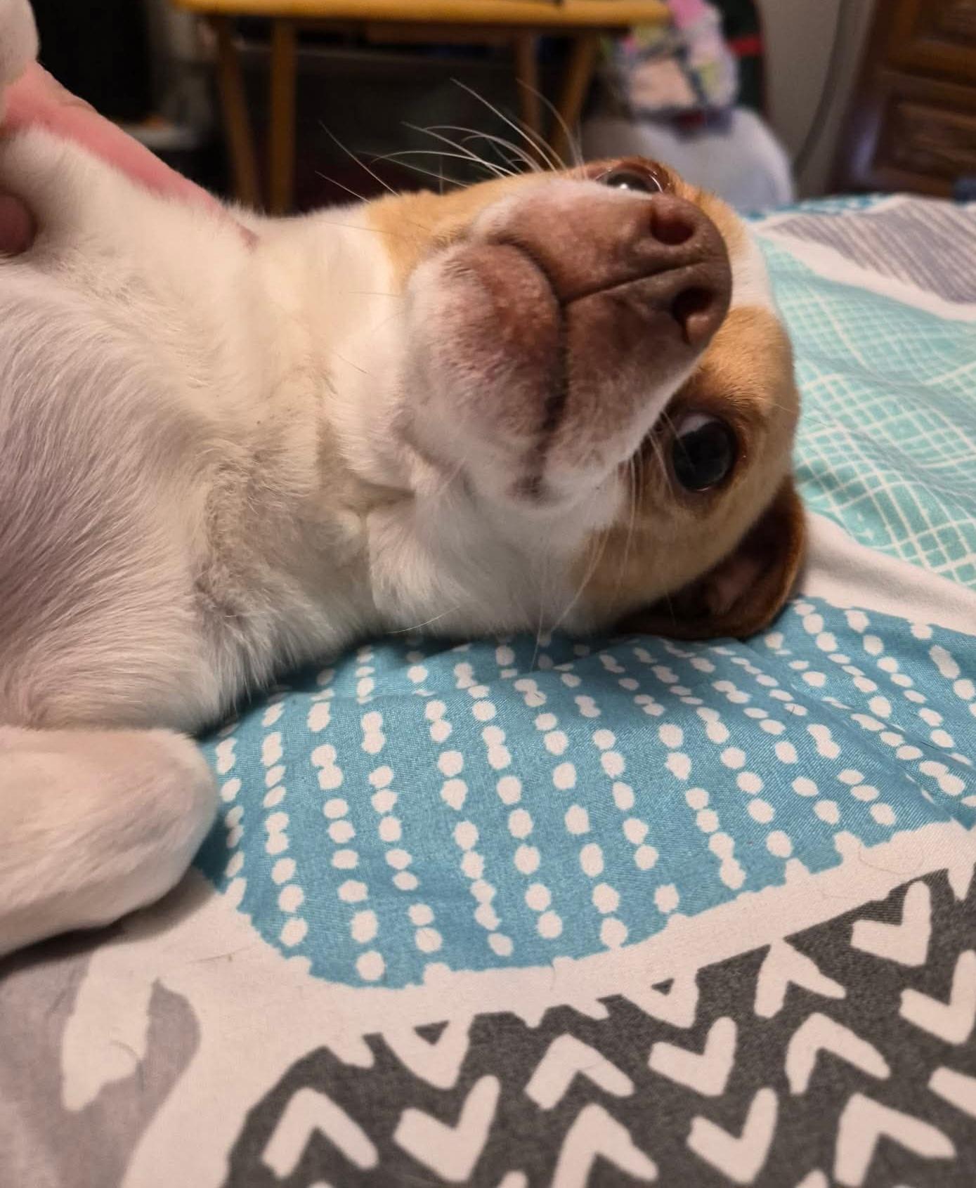 Enlarge Lol-Buster, an adopted Chihuahua in Billings, MT image 1/3
