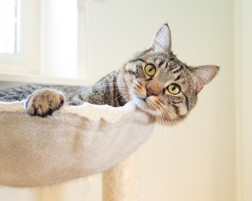 AJ and Mr. Sardines - bonded pair, ADOPTABLE, Adult Male Tabby.