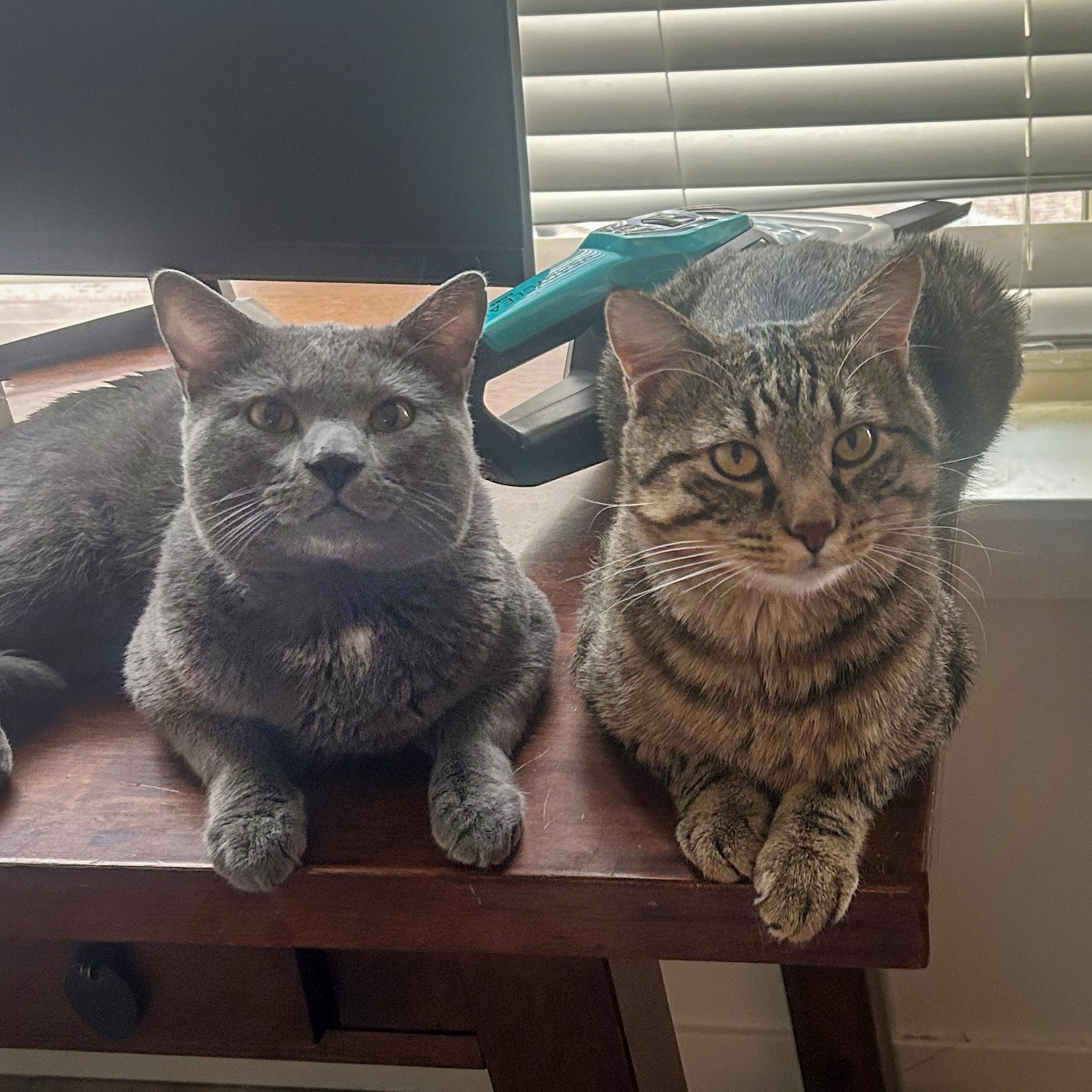 AJ and Mr. Sardines - bonded pair, an adopted Tabby in Boulder, CO image 5/6