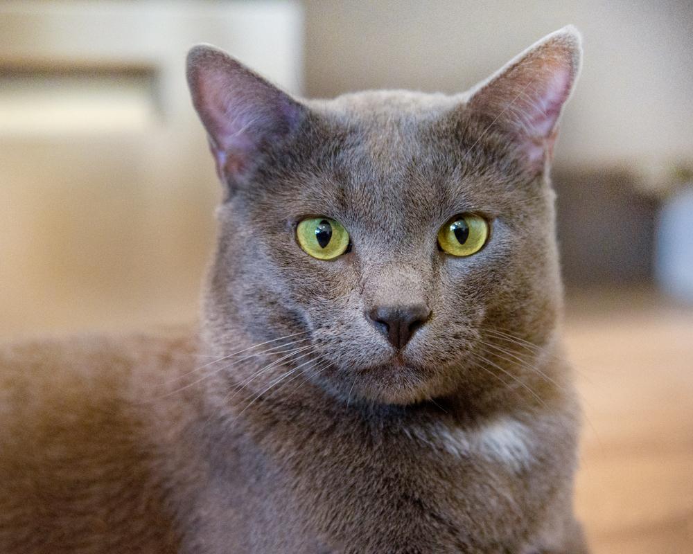 AJ and Mr. Sardines - bonded pair, an adopted Tabby in Boulder, CO image 4/6