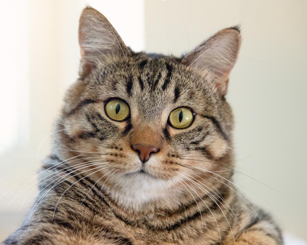 AJ and Mr. Sardines - bonded pair, an adopted Tabby in Boulder, CO image 3/6