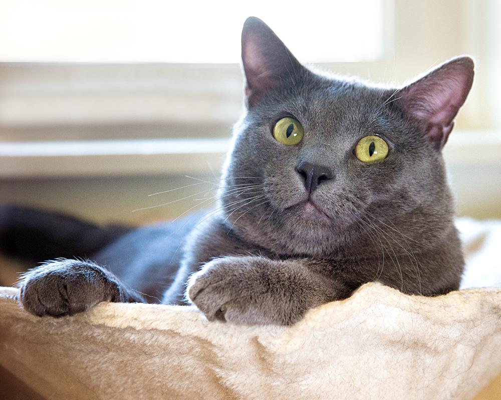 AJ and Mr. Sardines - bonded pair, an adopted Tabby in Boulder, CO image 2/6