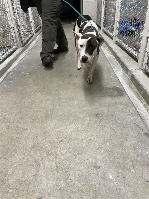 GORGO, Adoptable, Adult Female Pit Bull Terrier & Mixed Breed.