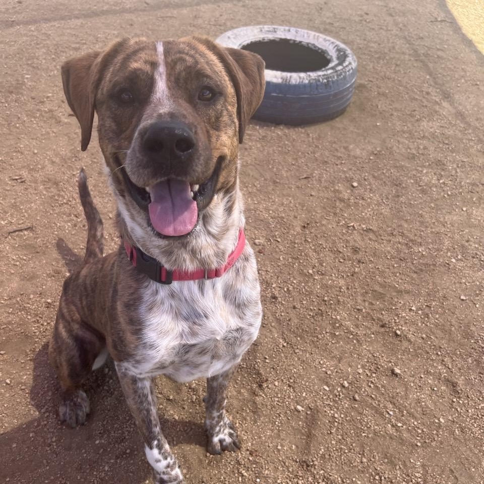 Enlarge Basilisk, a Adoptable Mixed Breed in Georgetown, TX image 3/6