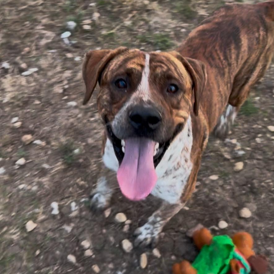 Enlarge Basilisk, a Adoptable Mixed Breed in Georgetown, TX image 1/6