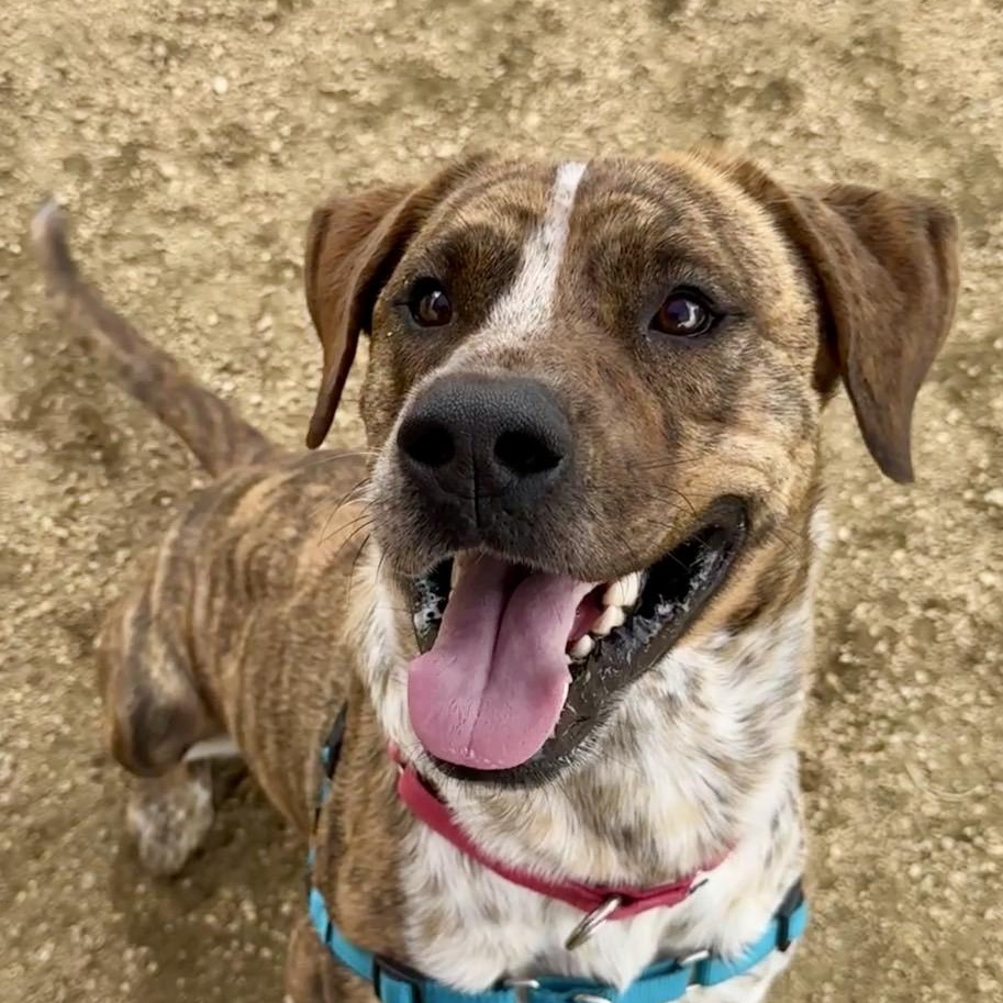 Enlarge Basilisk, a Adoptable Mixed Breed in Georgetown, TX image 5/6