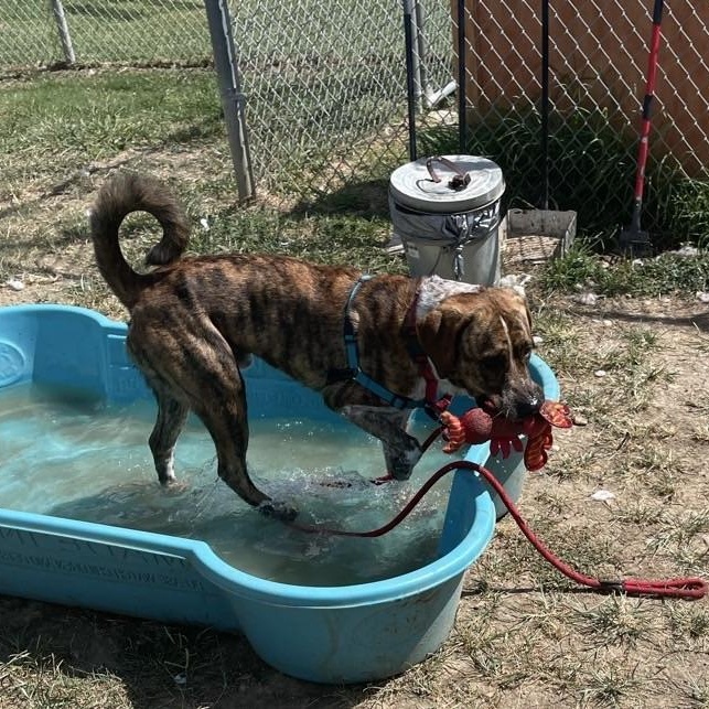 Enlarge Basilisk, a Adoptable Mixed Breed in Georgetown, TX image 2/6