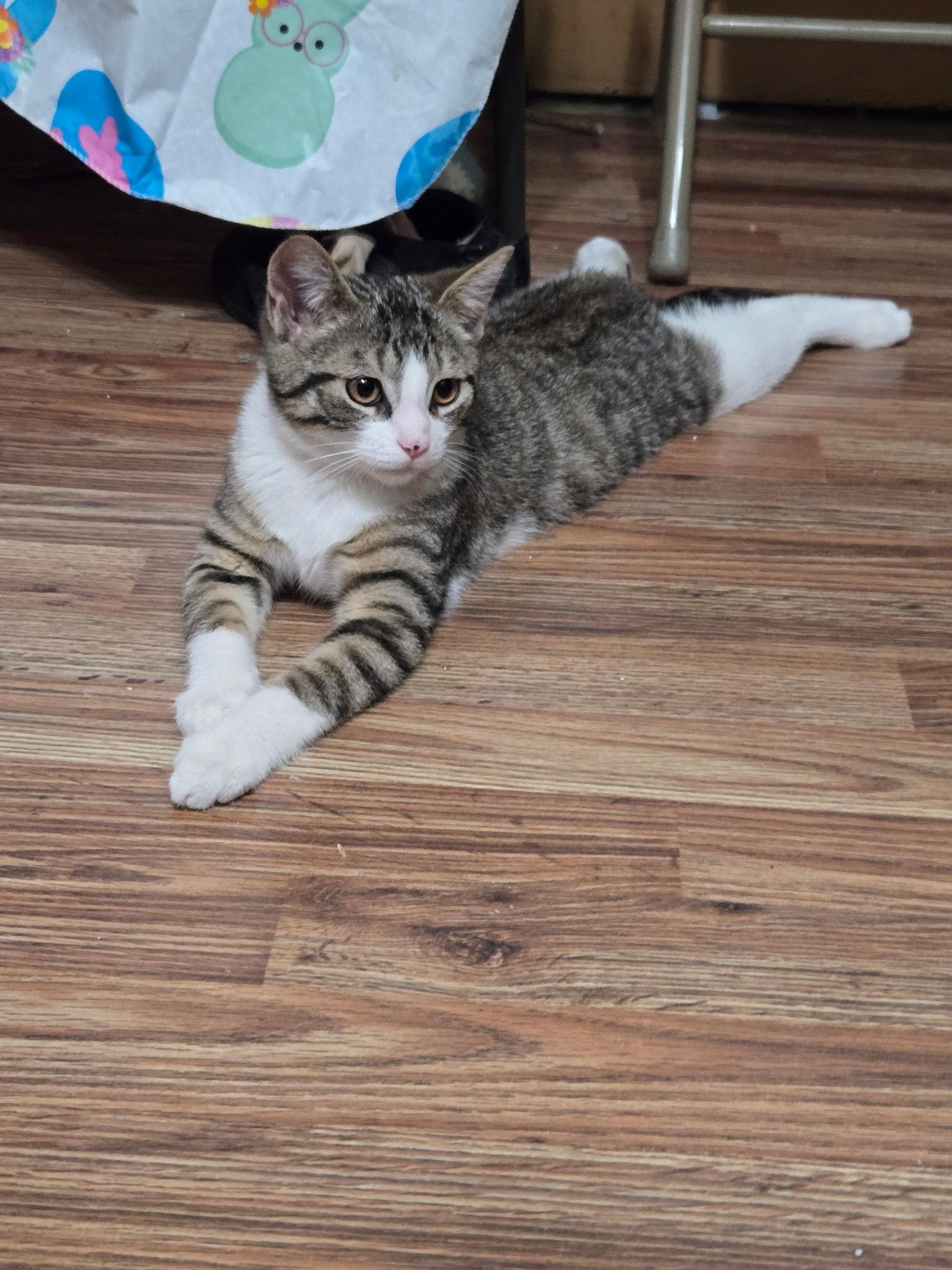Matthew, a ADOPTABLE Domestic Short Hair in Allentown, PA image 3/3