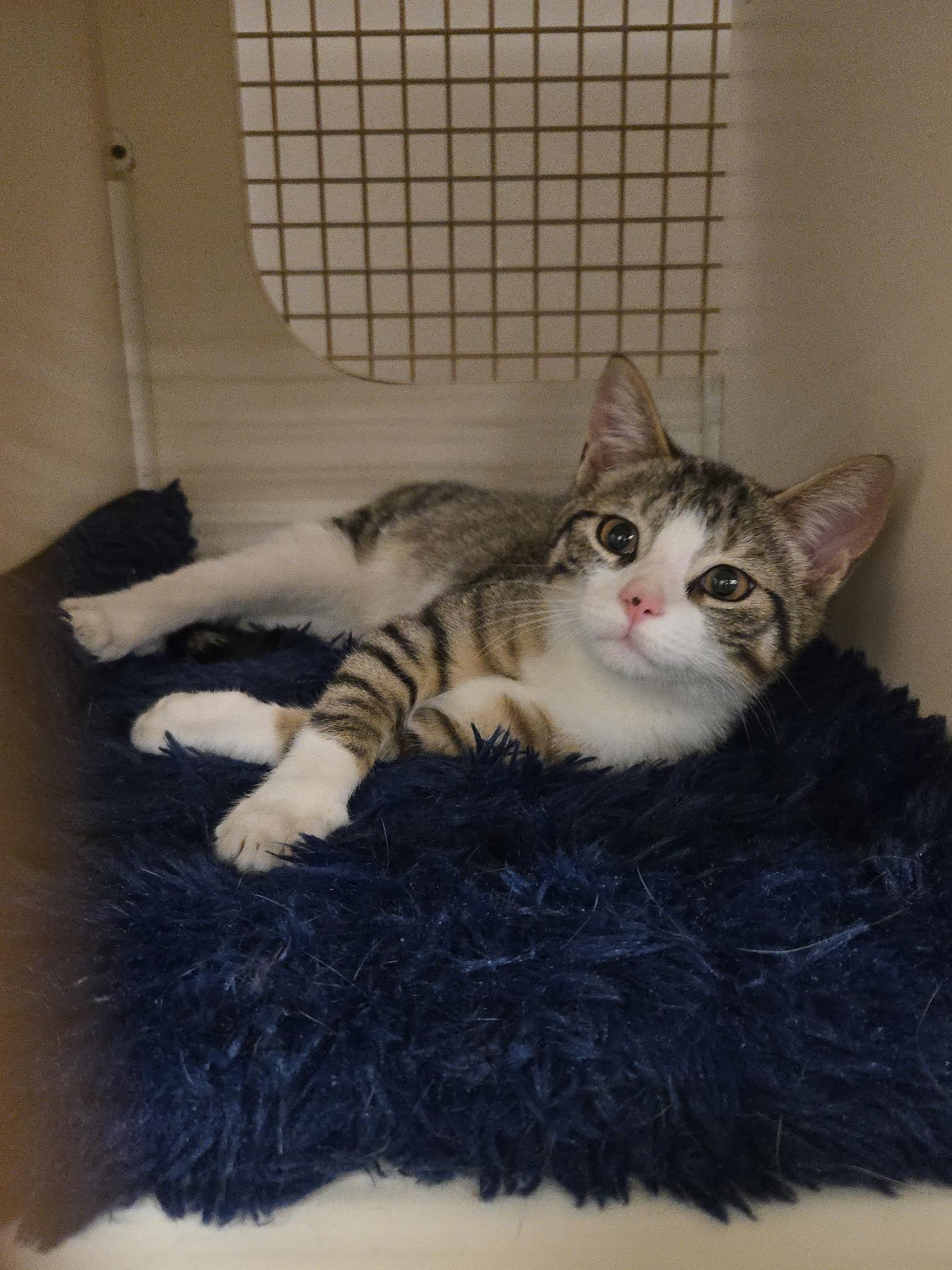 Matthew, ADOPTABLE, Kitten Male Domestic Short Hair.