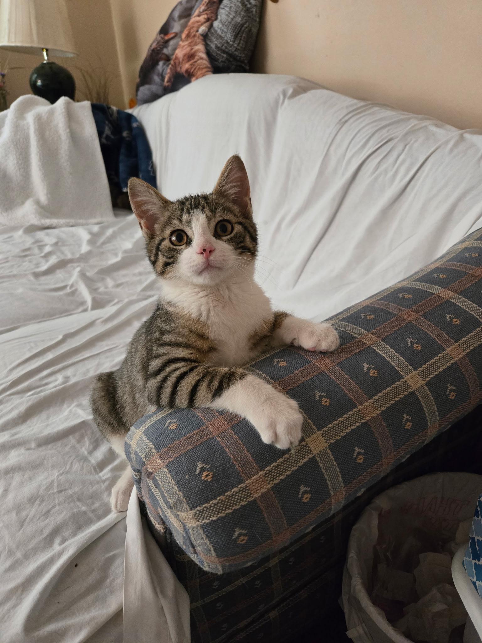Matthew, a ADOPTABLE Domestic Short Hair in Allentown, PA image 2/3