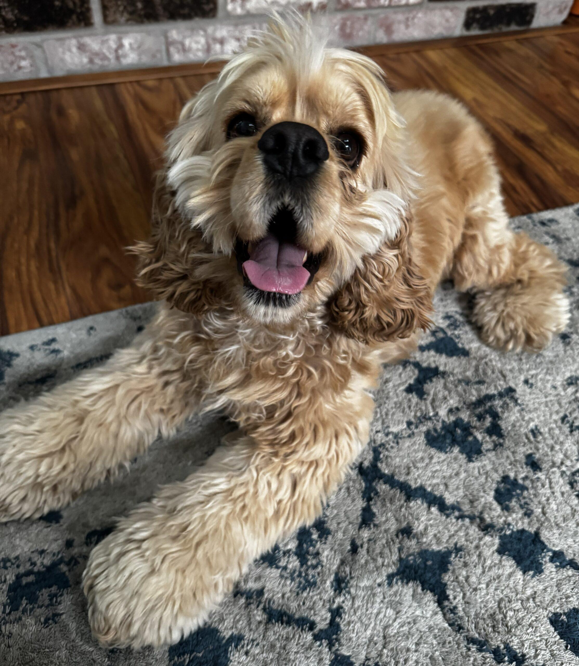 Enlarge DJ  26066, a Adoptable Cocker Spaniel in Parker, CO image 1/3