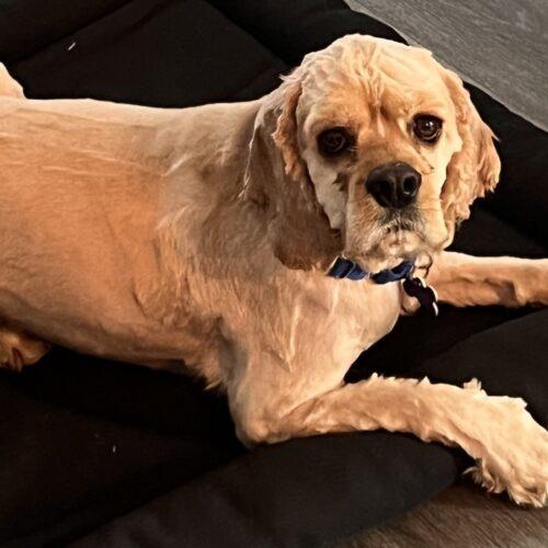DJ  26066, Adoptable, Young Male Cocker Spaniel.