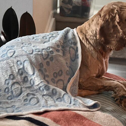 Enlarge DJ  26066, a Adoptable Cocker Spaniel in Parker, CO image 3/3