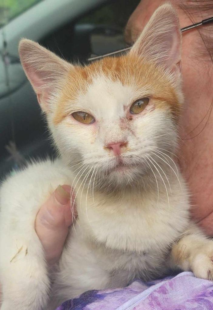 Purrsophine Parker, Adoptable, Young Female Domestic Short Hair.