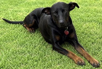 Randy, Adoptable, Adult Male Doberman Pinscher & Mixed Breed.