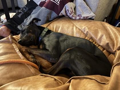 Randy, Adoptable, Adult Male Doberman Pinscher & Mixed Breed.