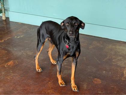 Enlarge Randy, a Adoptable mixed breed in San Antonio, TX image 1/3