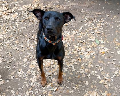 Randy, Adoptable, Adult Male Doberman Pinscher & Mixed Breed.